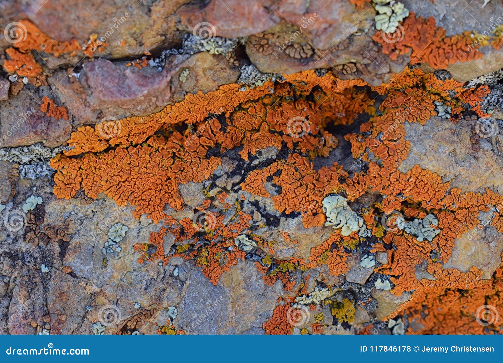 multi color and types crustose lichen organism that arises from algae or cyanobacteria and from fungi on a boulder in the oquirr