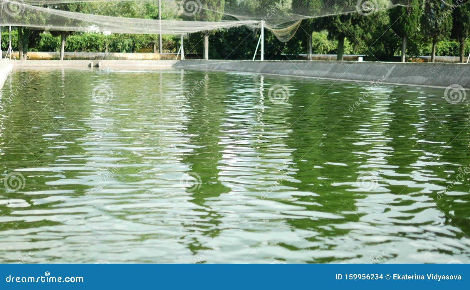 Multicolored, Artificially Bred Trout, White, Blue in a Pond on a Trout Farm. Stock Photo