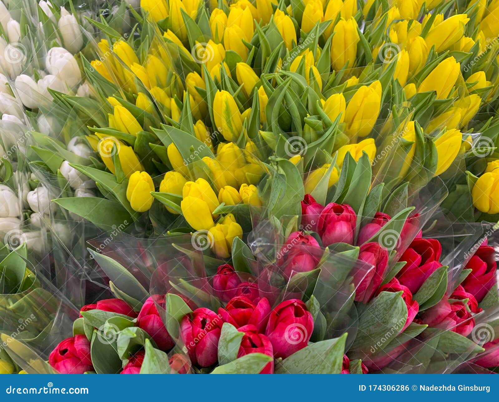 Multicolored Bouquets of Tulips in a Package Stock Photo Image of