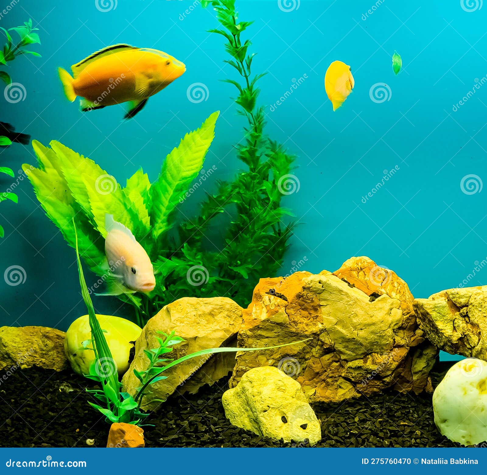 Multicolored Bright Fish Swim in the Aquarium. Aquarium with Small