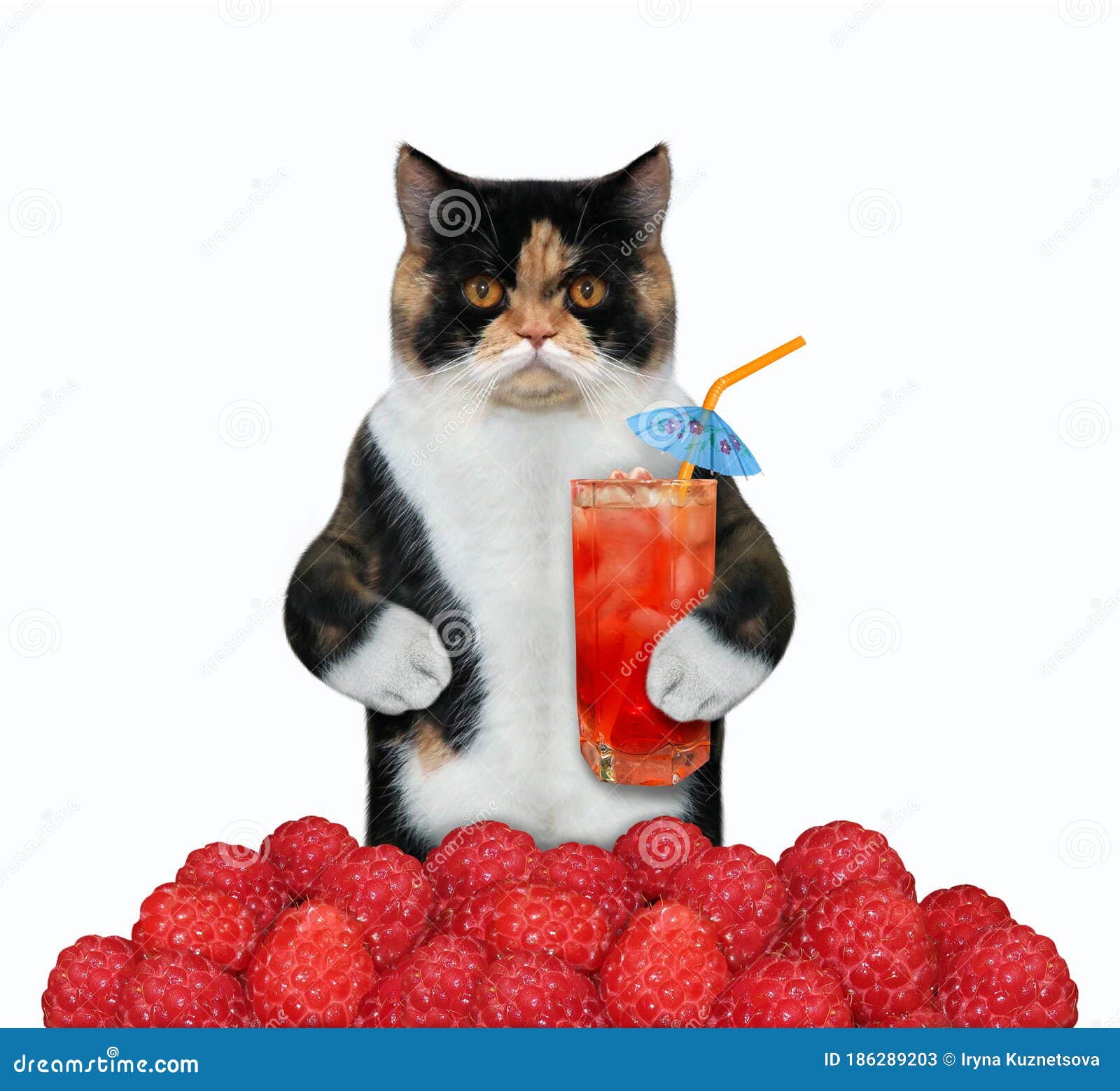 Cat Drinks Raspberry Juice 2 Stock Image Image of motivation, closeup