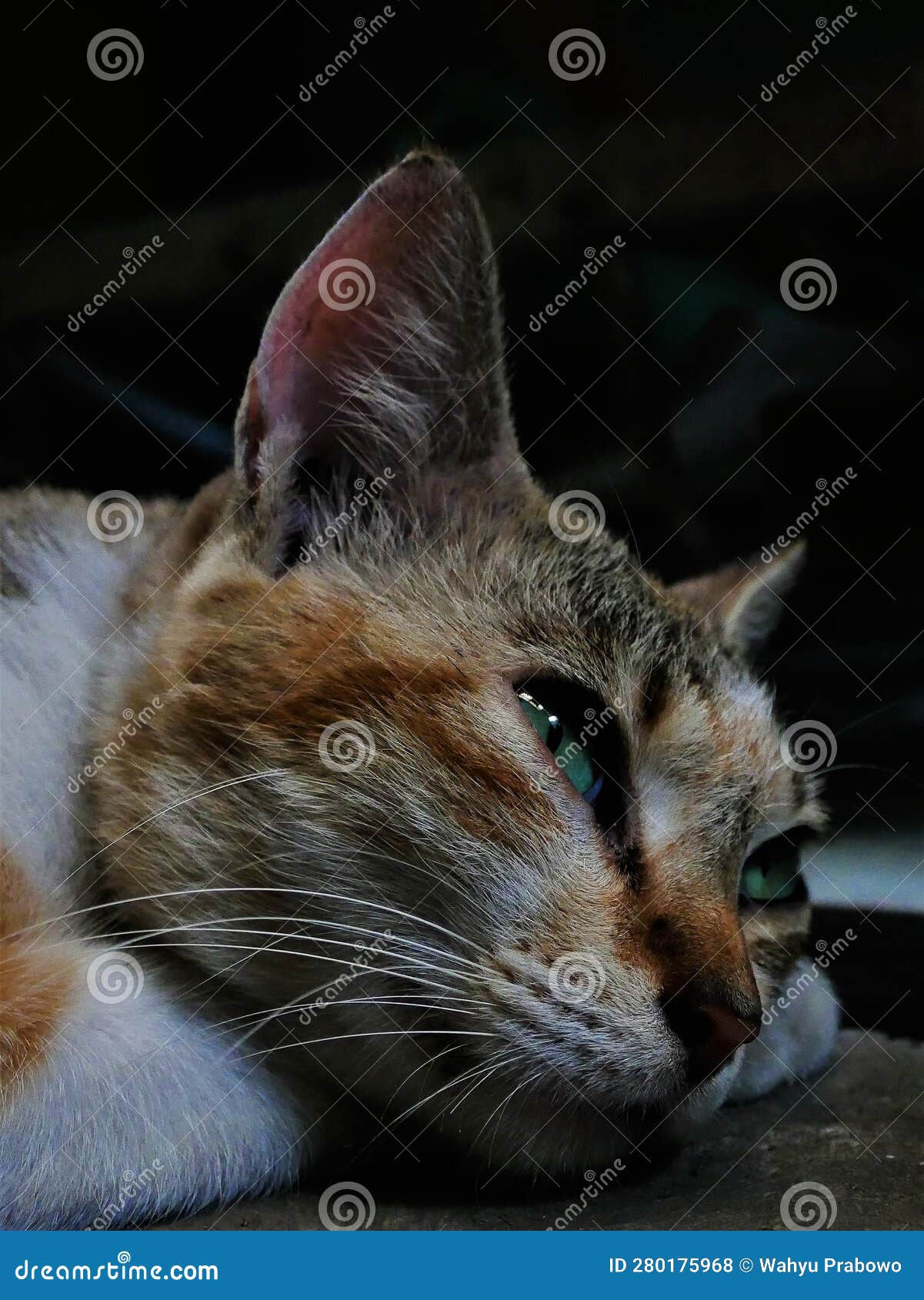 A Multi Colored Cat Gazing with Lazy Eyes before a Nap Stock Photo