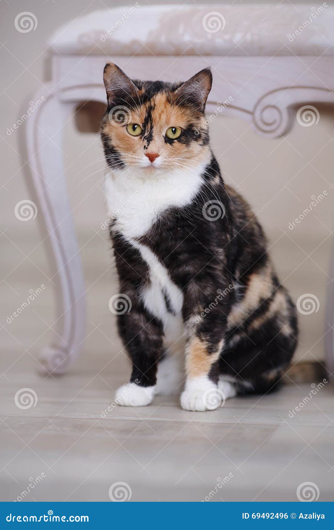 Multicolored Cat with White Paws Stock Photo Image of breed