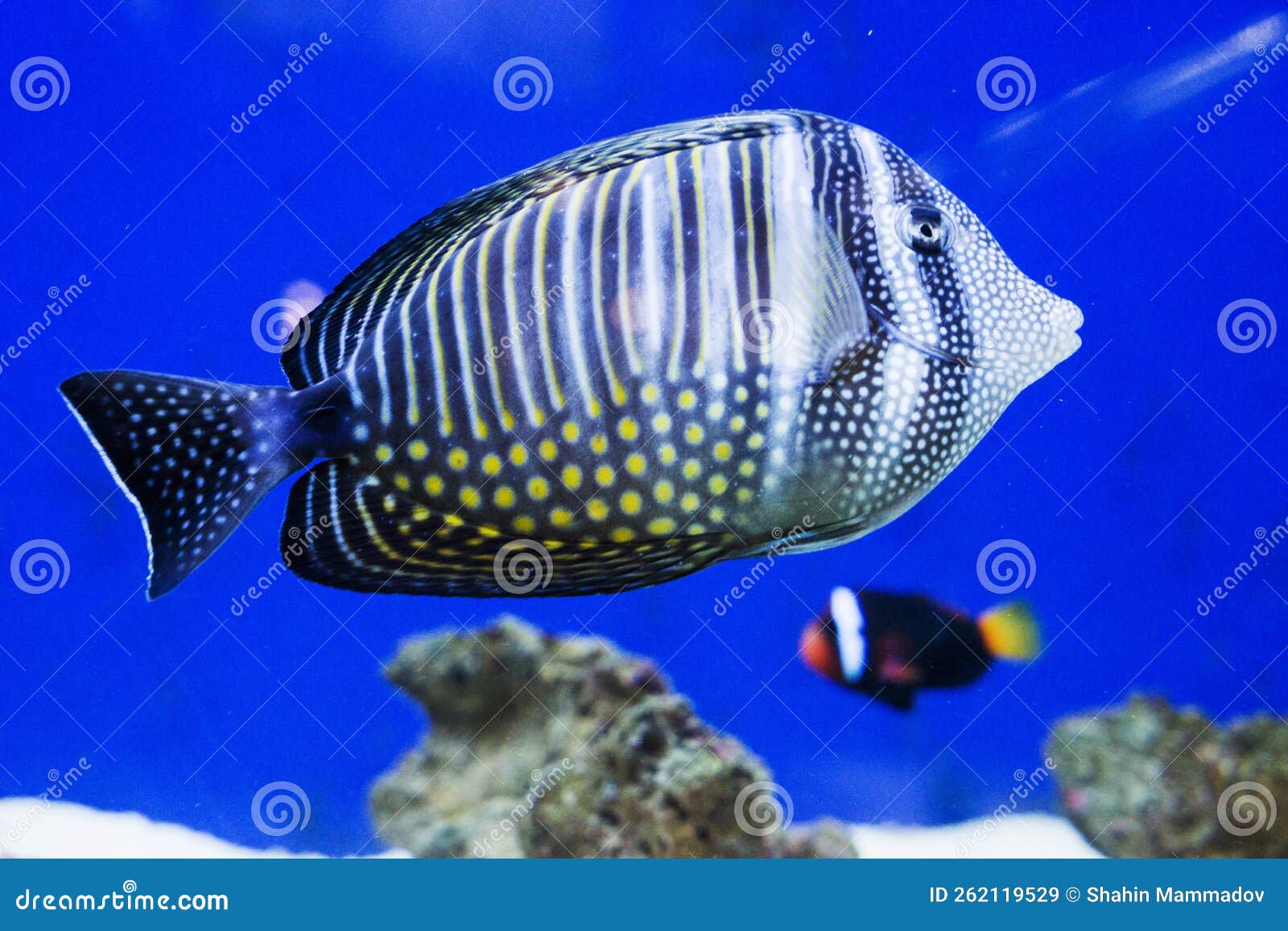 Multi Colored Fish of Different Breeds Swims in the Aquarium Stock