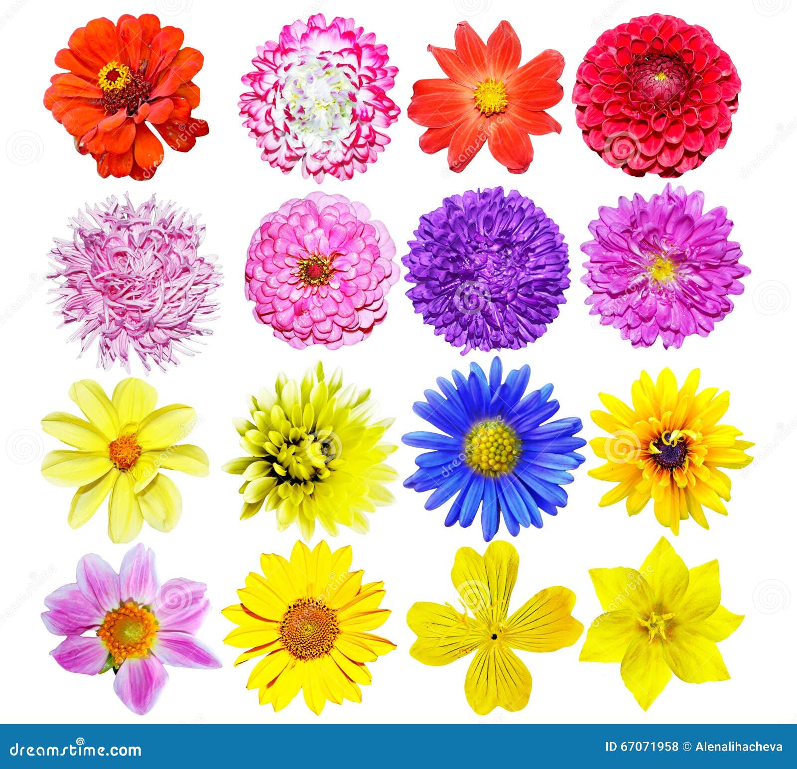 Multicolored flowers stock photo. Image of garden, holiday 67071958