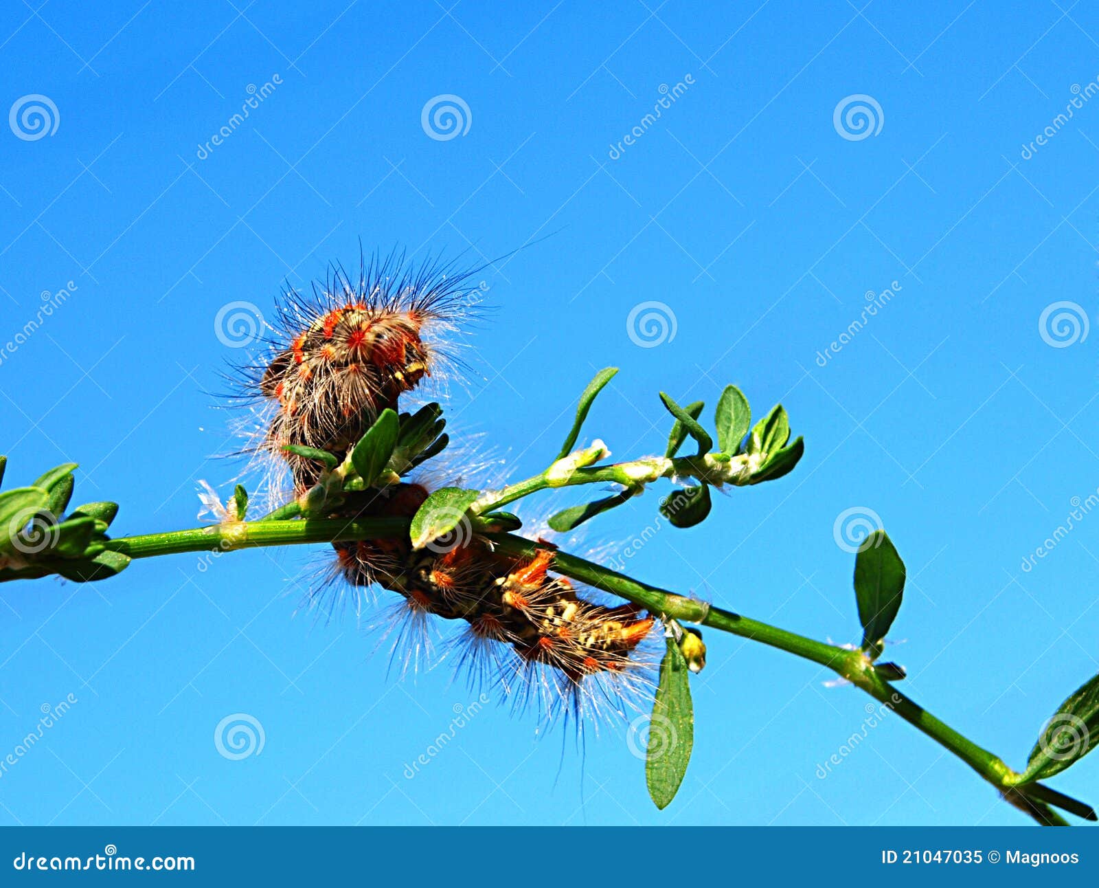 Multicolored Fluffy Caterpillar Stock Image Image of insect
