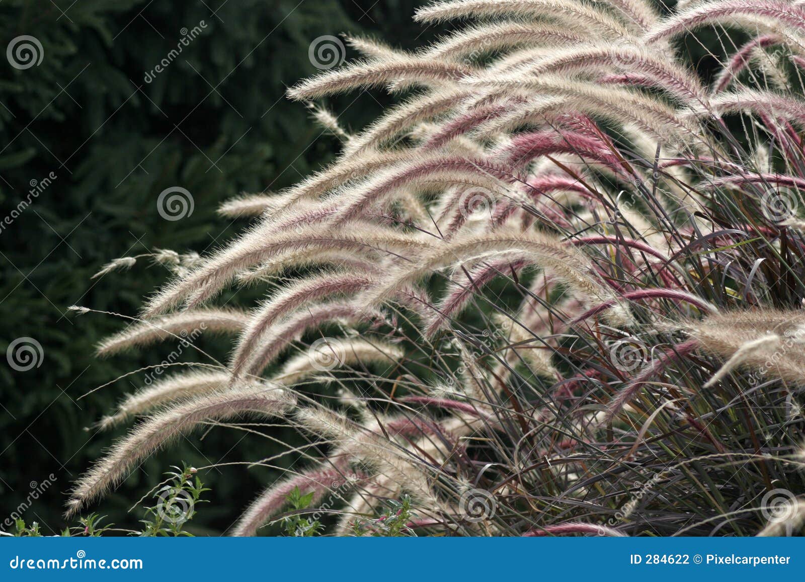 Multi Colored Fox Tails Stock Photo Image Of Flora Plant Multi Colored Fox Tails Stock Photo Image Of Flora Plant