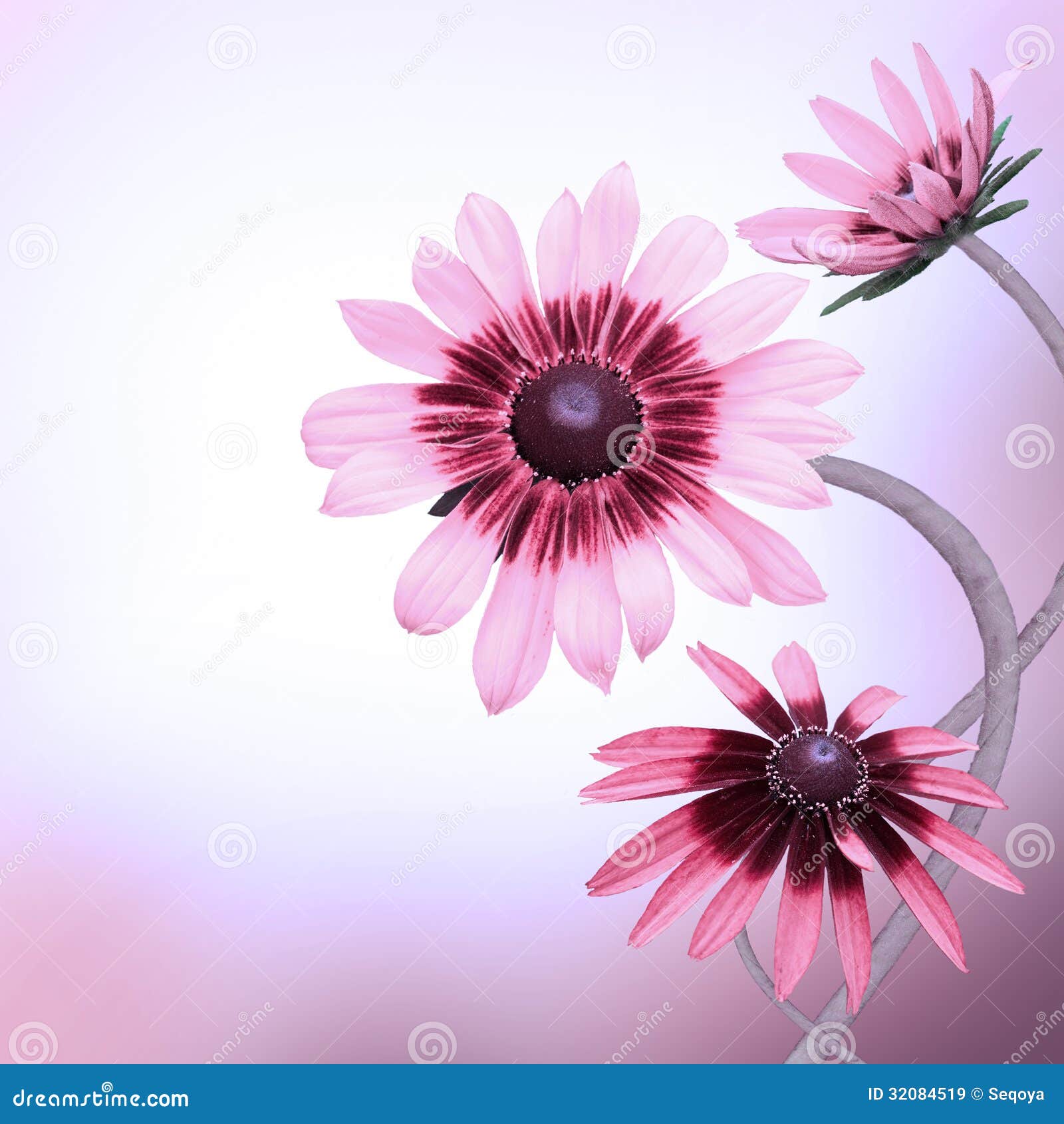 Multicolored Gerbera Daisies Stock Image Image of daisy, beautiful