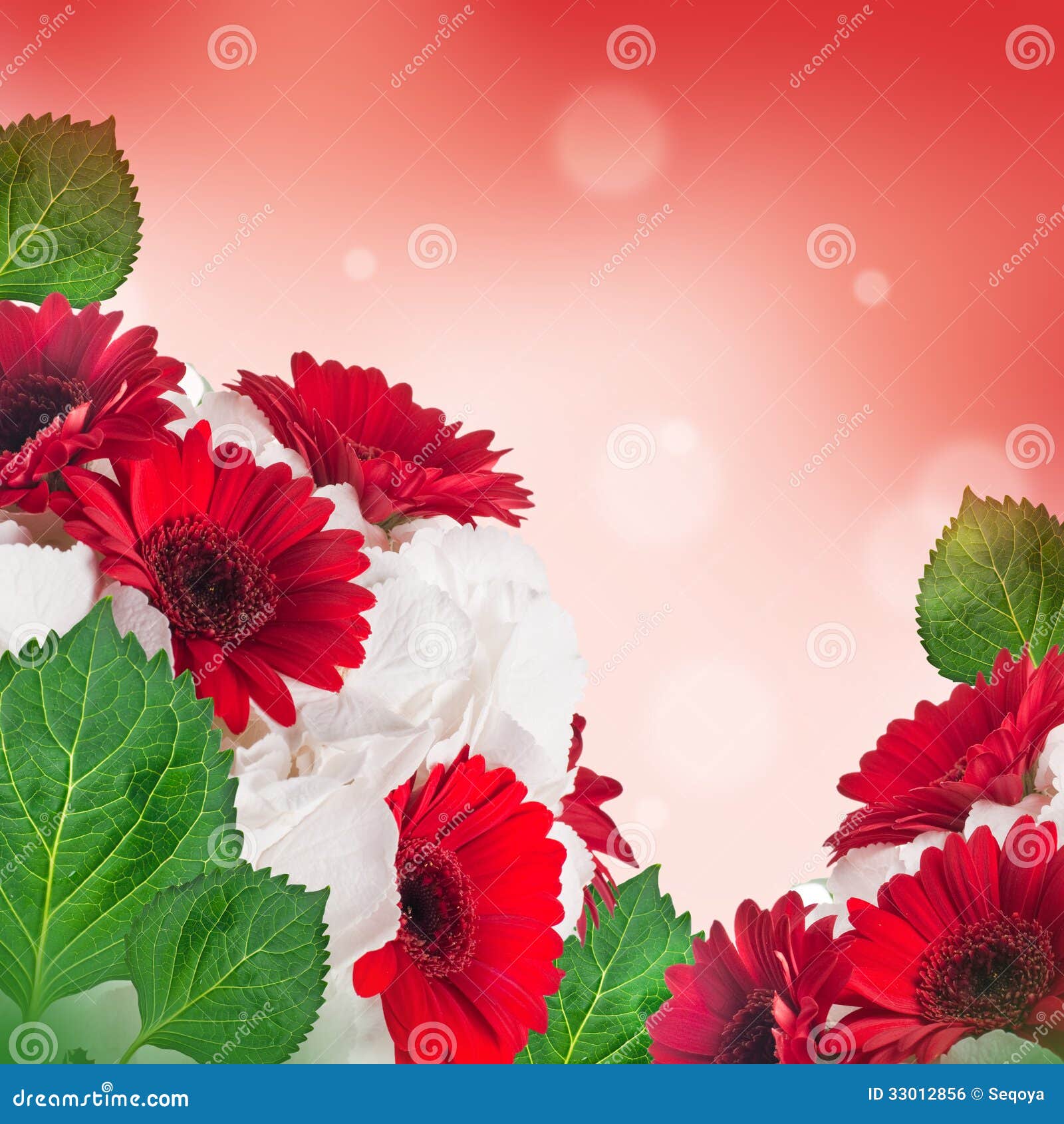 Multicolored Gerbera Daisies on a White Stock Photo Image of spring