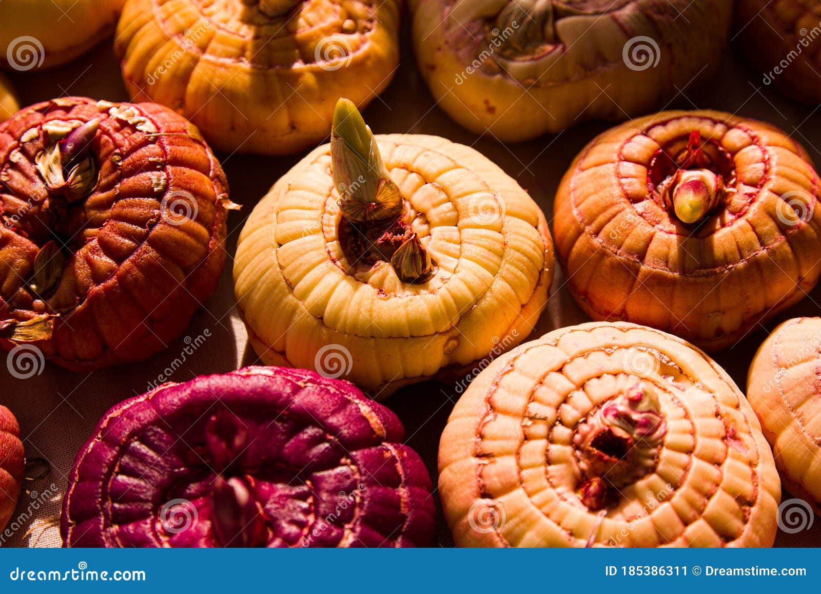 multi-colored gladiolus bulbs lie on a table in sunlight