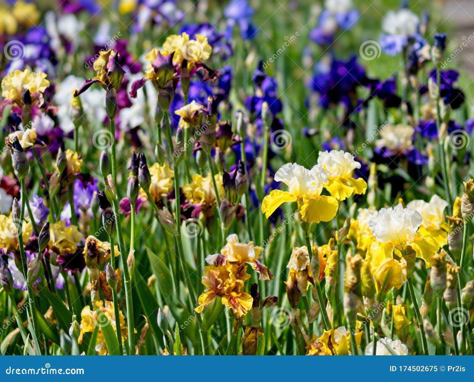 Multi-colored irises stock image. Image of flower, crowded - 174502675