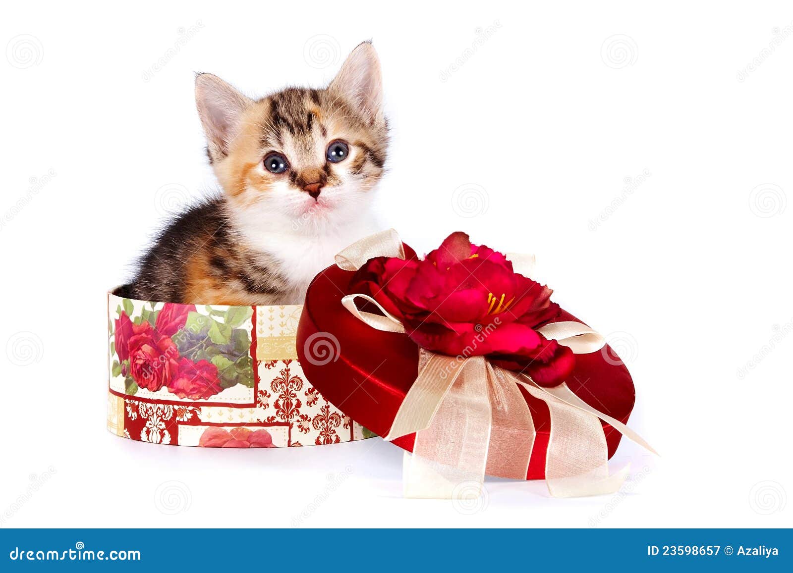Multicolored Kitten in a Gift Box Stock Image Image of kitten