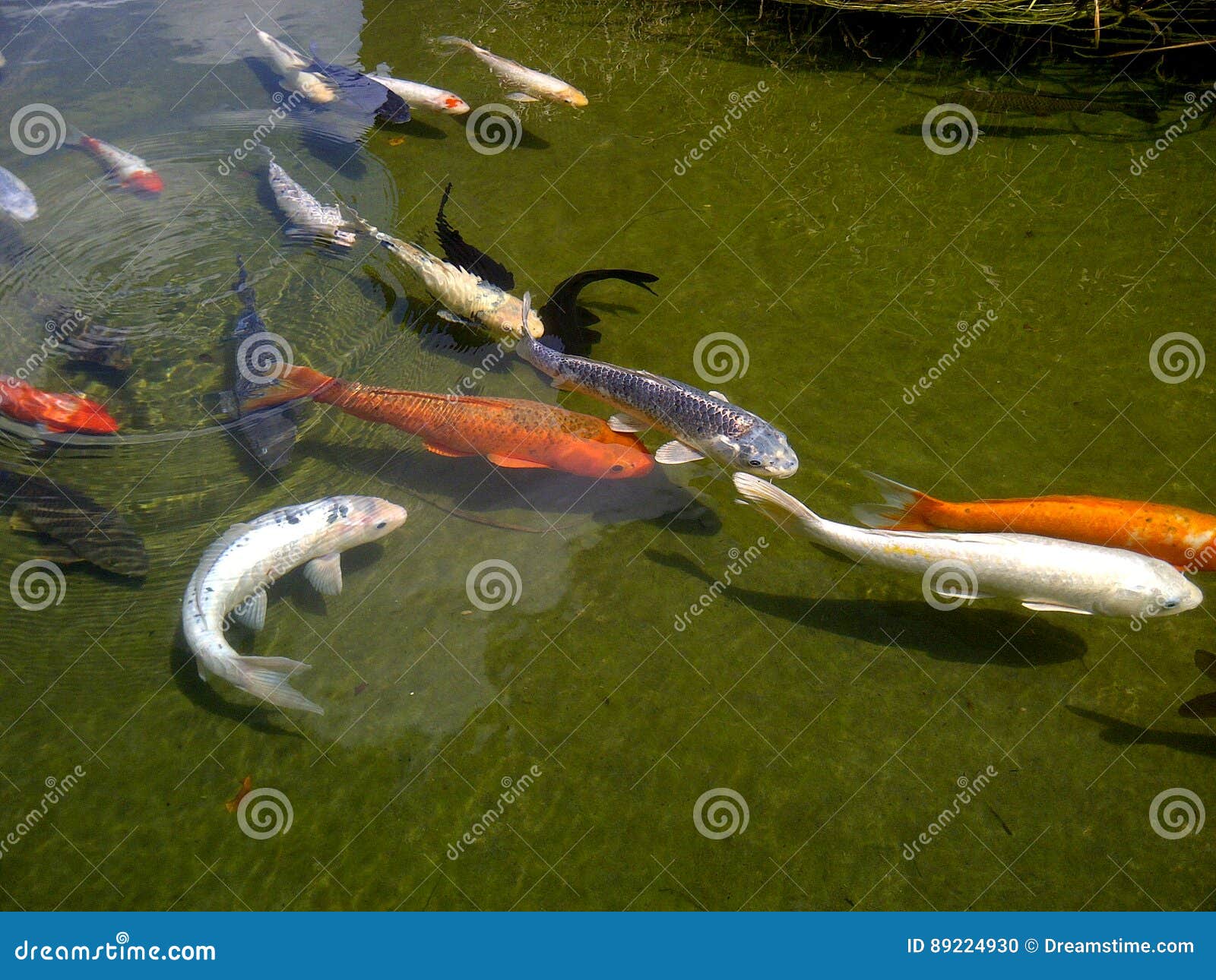 Multicolored Koi Fish in the Pond Stock Photo Image of amphibian, green 89224930