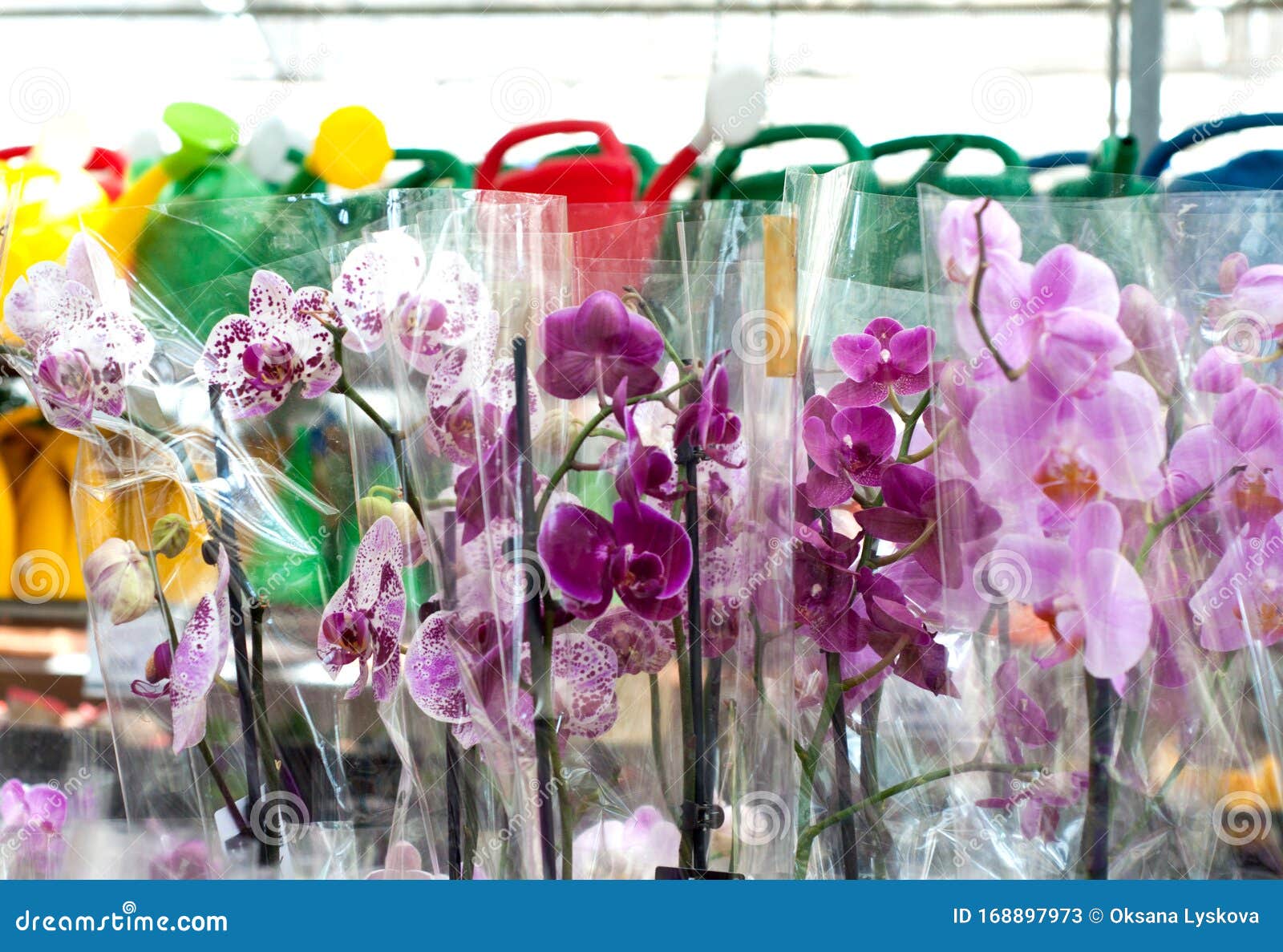 Multicolored Orchids in Packages. Tropical Plants in a Flower Shop