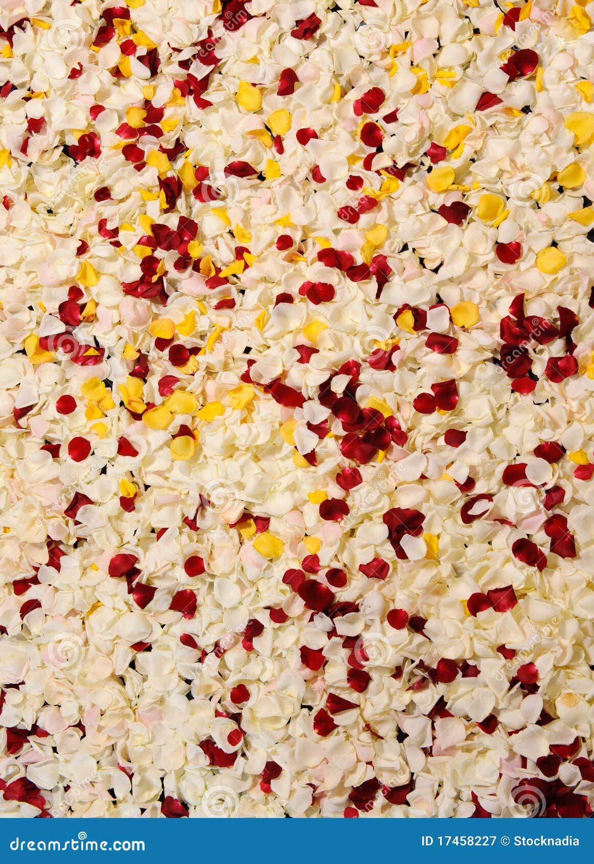 Multicolored rose petals stock image. Image of macro 17458227