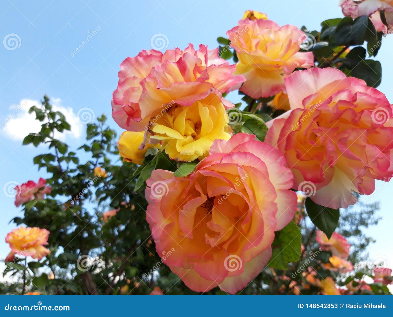 Bush of Roses Blooming in the Garden Stock Image Image of bloom, pink 148642853