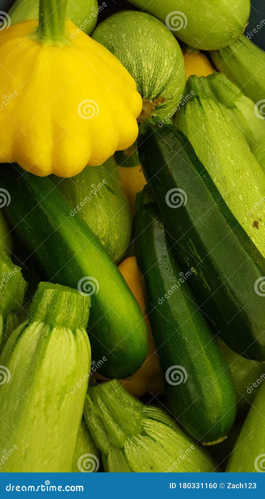 Multi Colored Summer Squash and Zucchini Stock Photo Image of bright