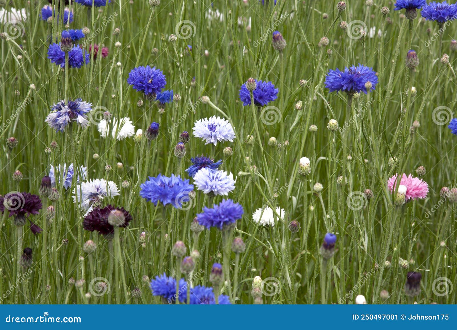 Multi Coloured Cornflowers Growing in a Field Stock Image Image of