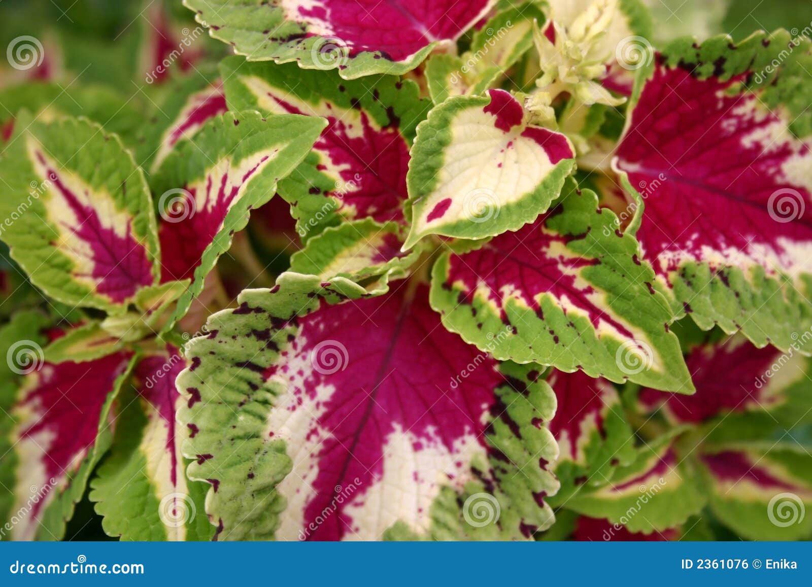 Multi-coloured leaves stock photo. Image of green, yellow - 2361076