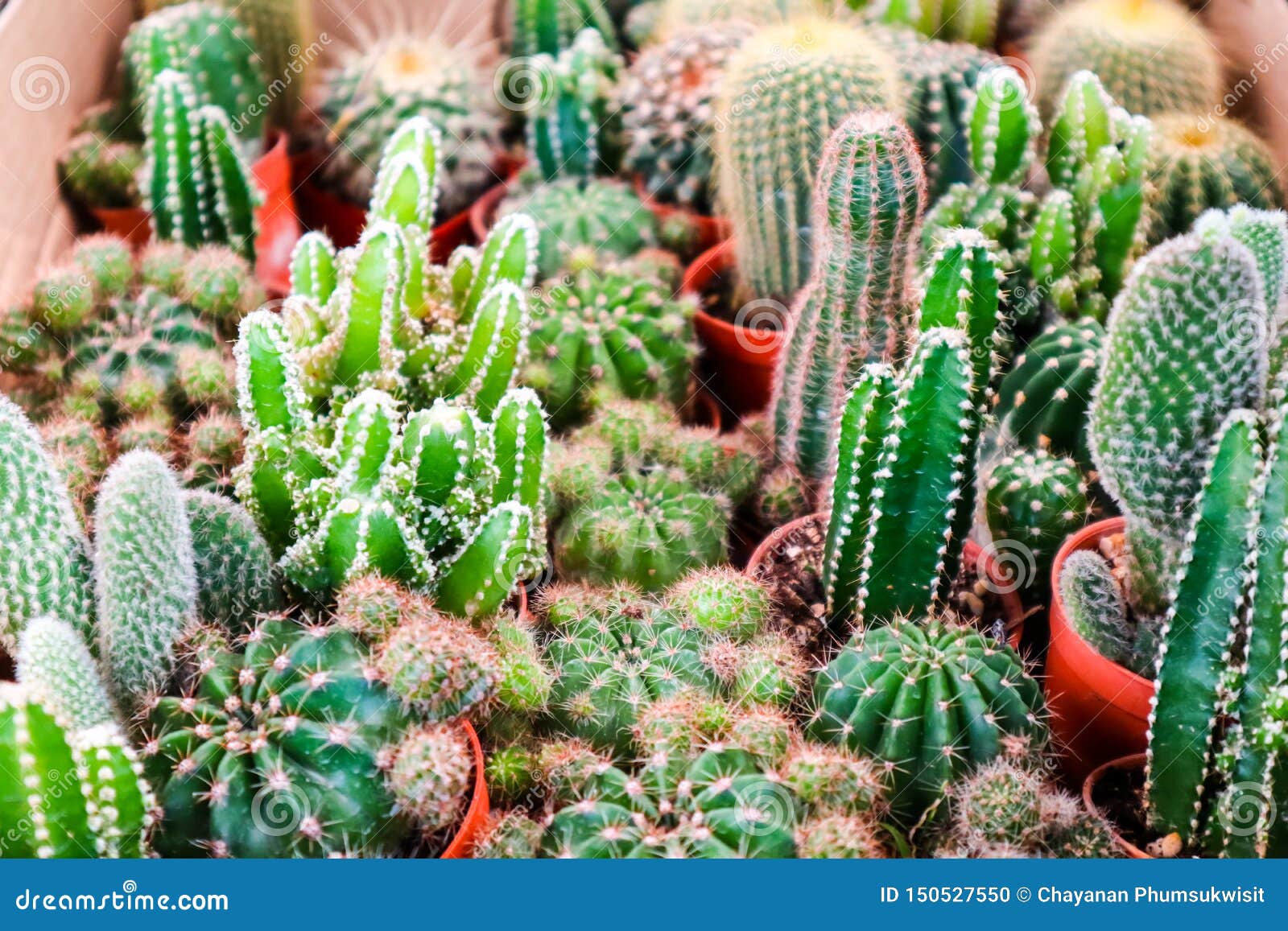 Cactos Em Um Potenciômetro De Flor Planta Da Casa - Cacto Imagem