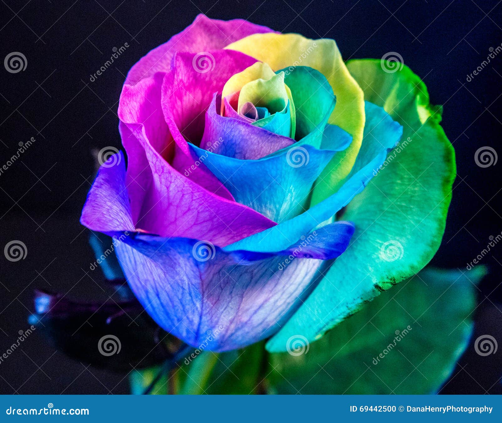 Multi Flor Cor-de-rosa Colorida, Cores Do Arco-íris Foto de Stock - Imagem  de orgulho, beleza: 69442500