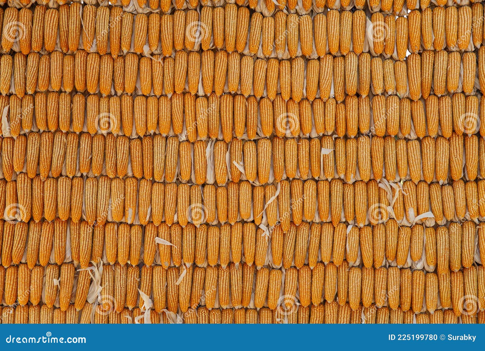 Sandwich on White Ceramic Plate Stock Photo Image of dinner