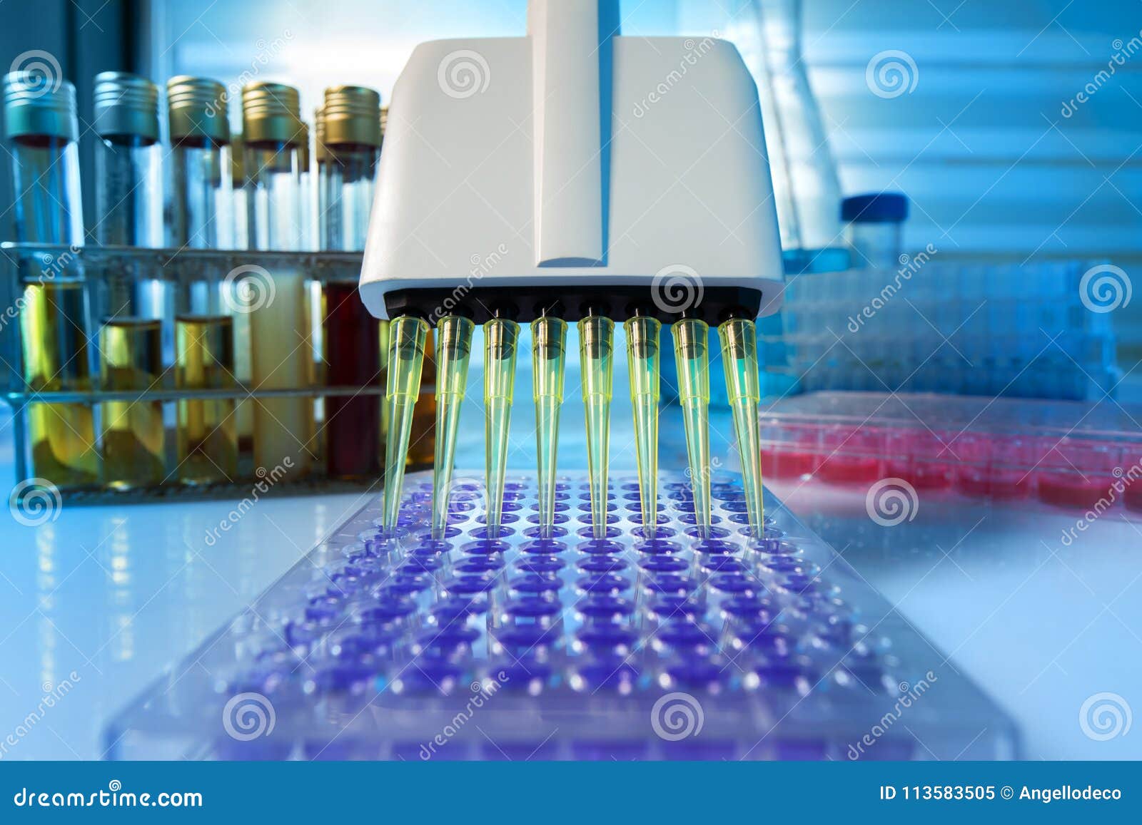 Multichannel Pipette Load Samples in Pcr Microplate with 96 Well Stock