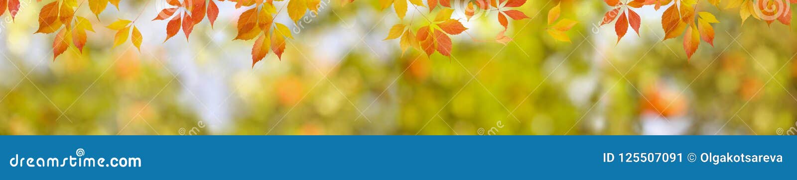 autumn nature background with red leaves and blurred backdrop. wide panorama format for banner or border