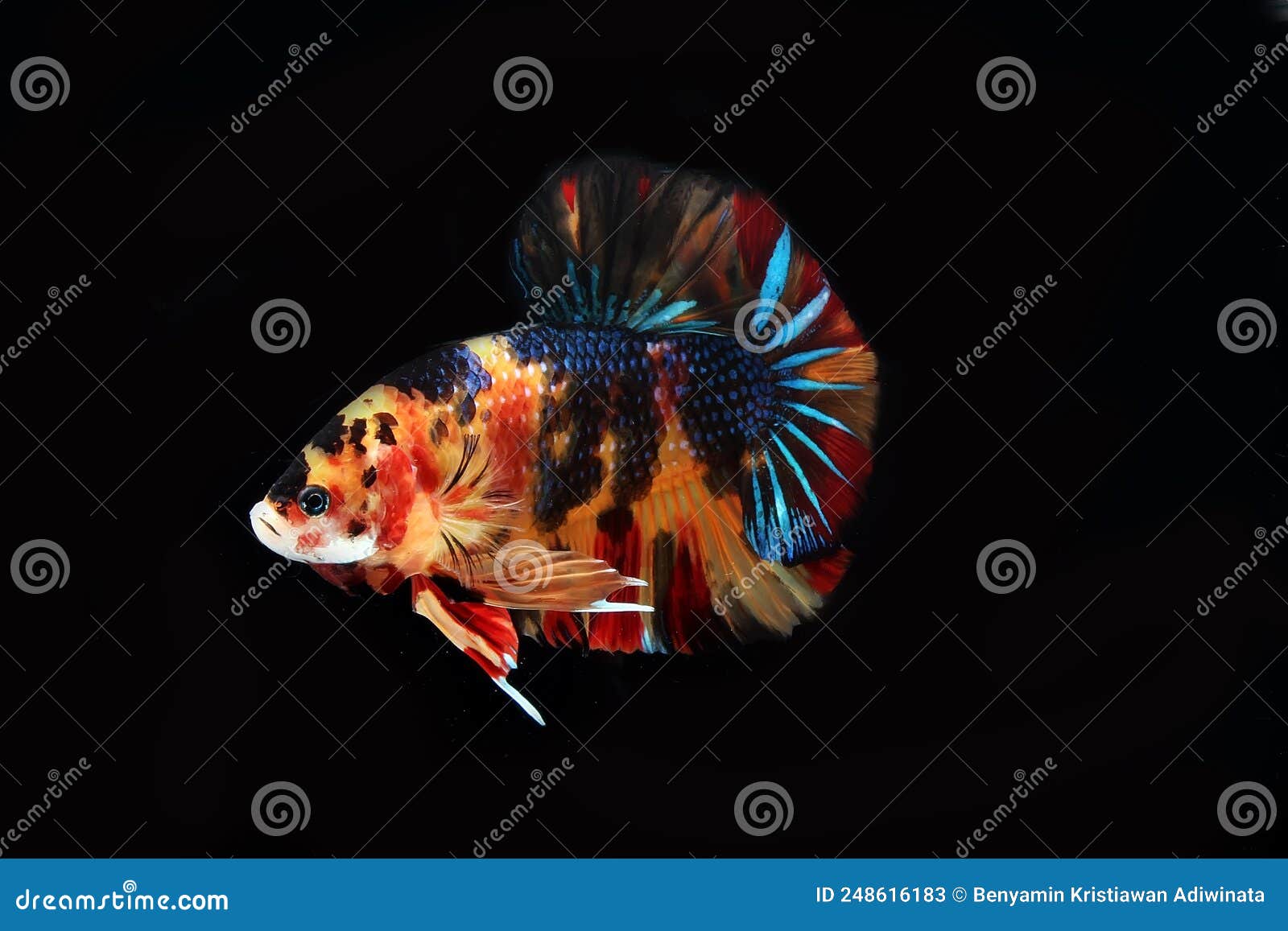 multicolor betta, halfmoon betta on black