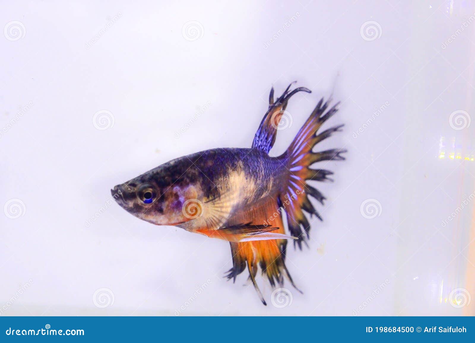 Betta fish expensive online