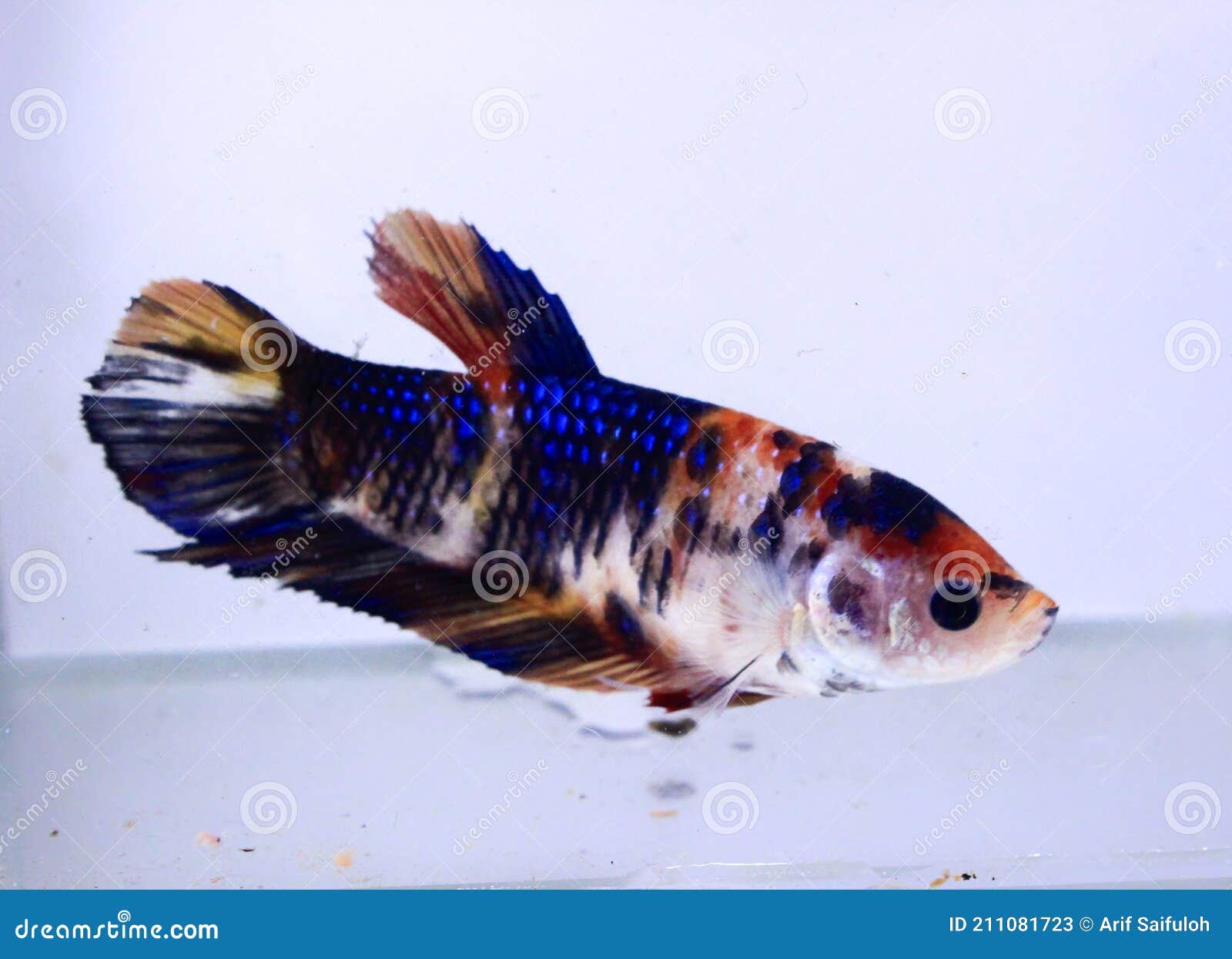 Multicolor Fancy Betta Fish. the Colorful Betta Fish is an