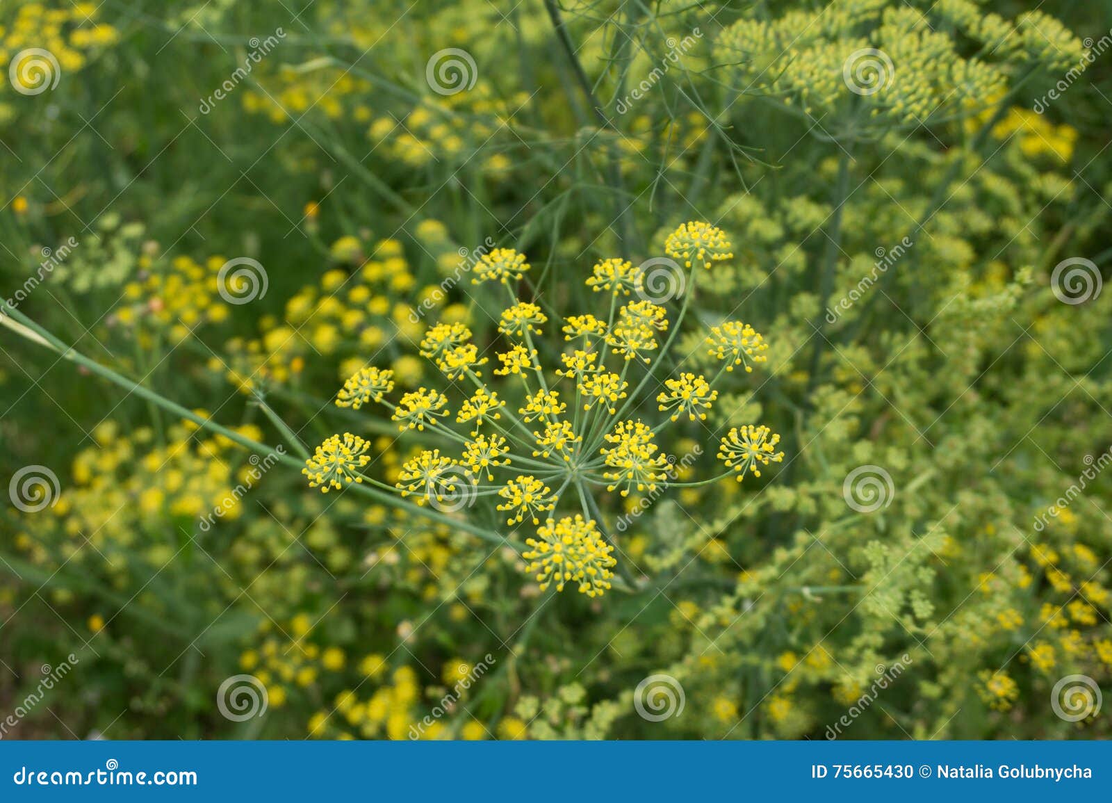 Multicolored blossoms dill stock photo. Image of blossoms 75665430
