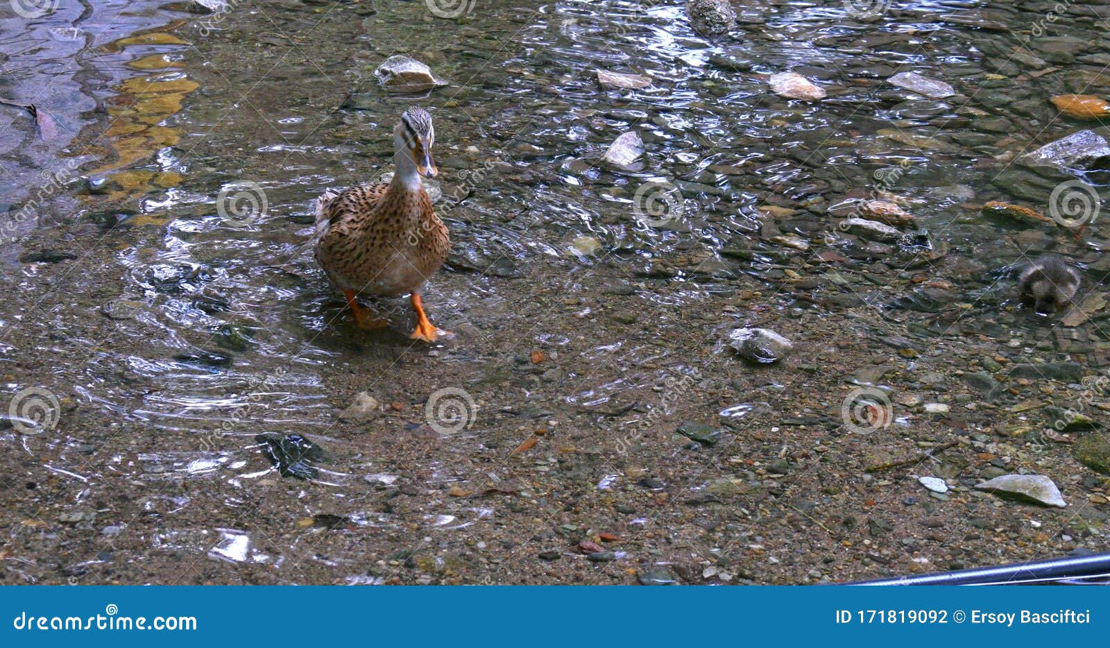 A Multicolored Brown Duck Walking Trough Camera in Water Stock Photo