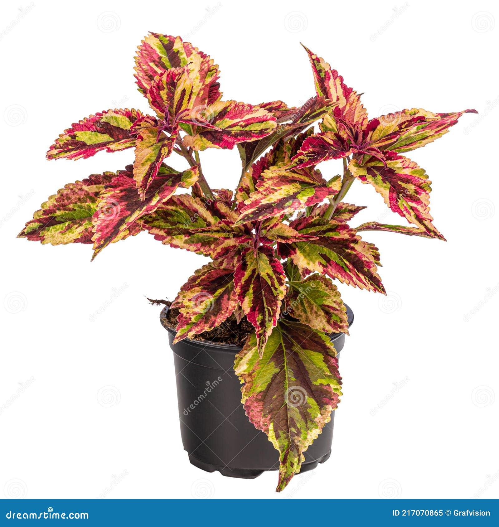 Coleus. Houseplant Coleus In Flowerpot Isolated On White Background ...