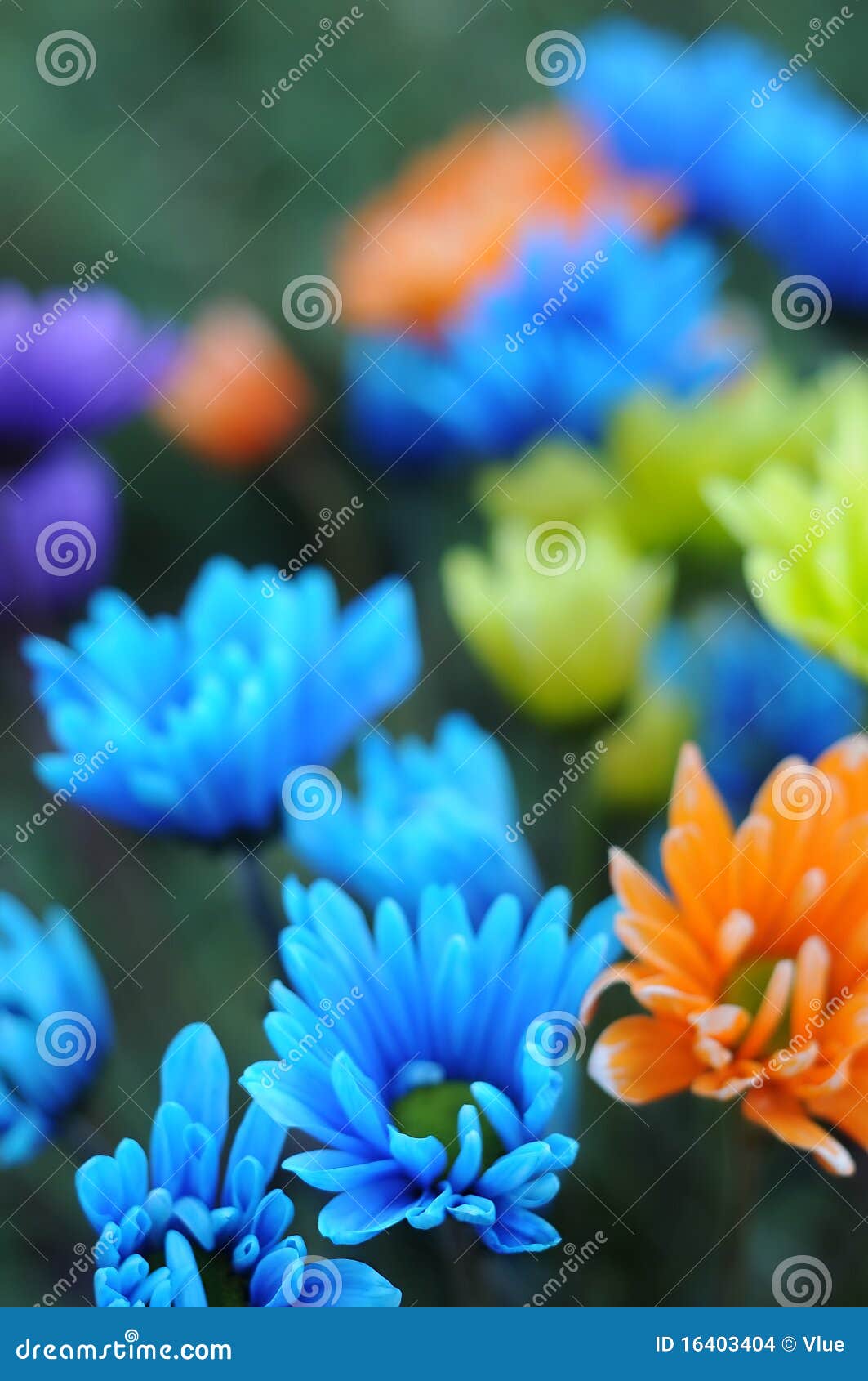Multicolored Daisy Flowers stock photo. Image of decoration 16403404