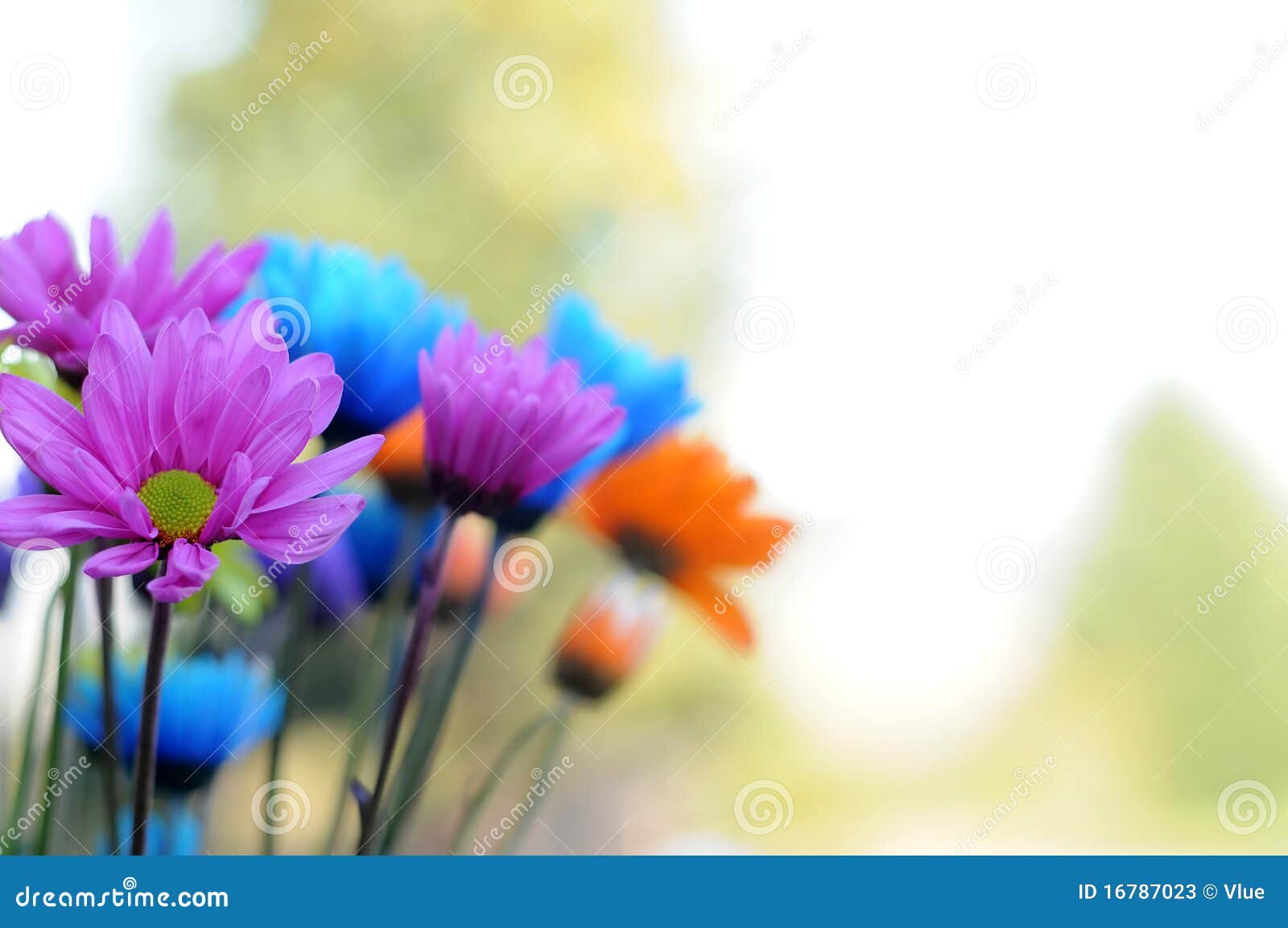 Multicolored Daisy Flowers stock image. Image of colored 16787023