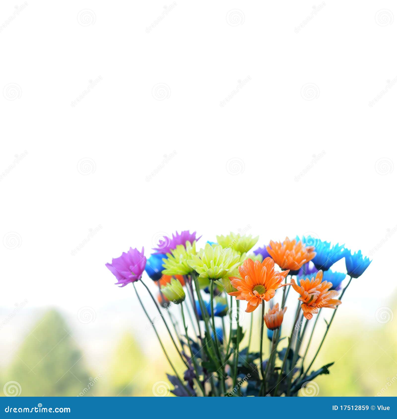 Multicolored Daisy Flowers stock image. Image of design 17512859
