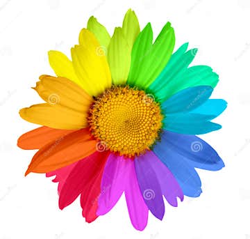 Multicolored flower stock photo. Image of white, closeup - 19368806