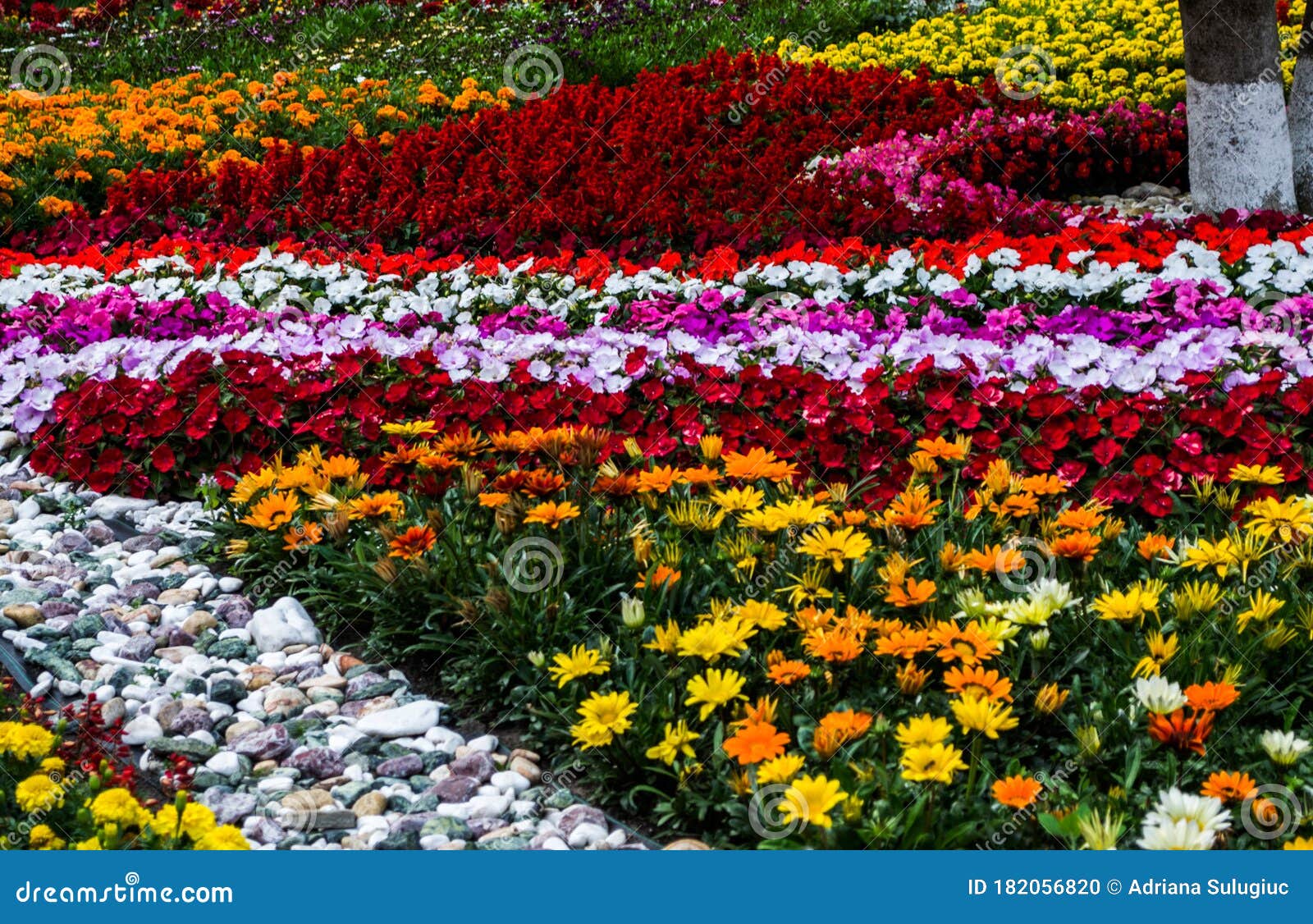 Multicolored flower bed stock photo. Image of field - 182056820