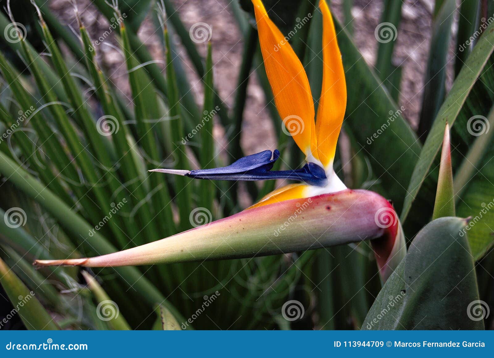 MULTICOLORED FLOWER stock image. Image of flowers, plant 113944709
