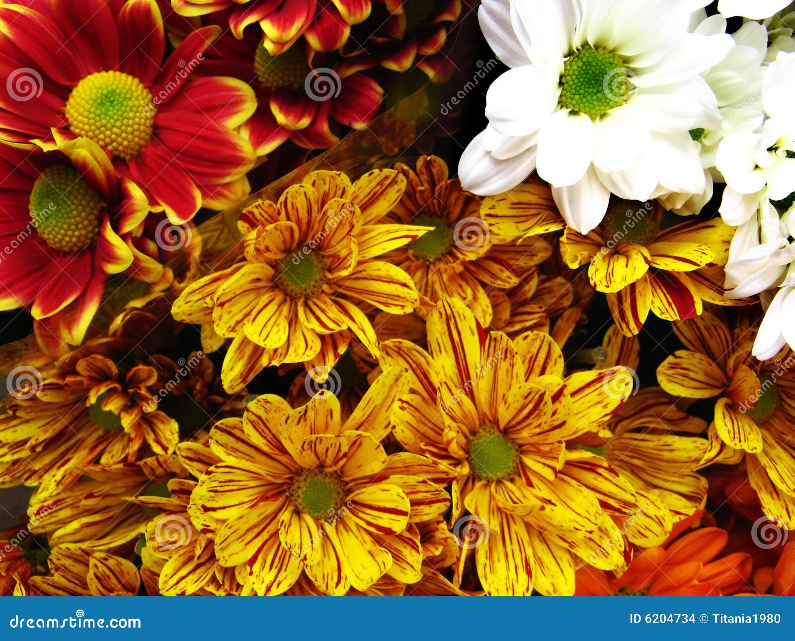 Multicolored Gerbera Daisies Stock Photo Image of striped, bunch 6204734