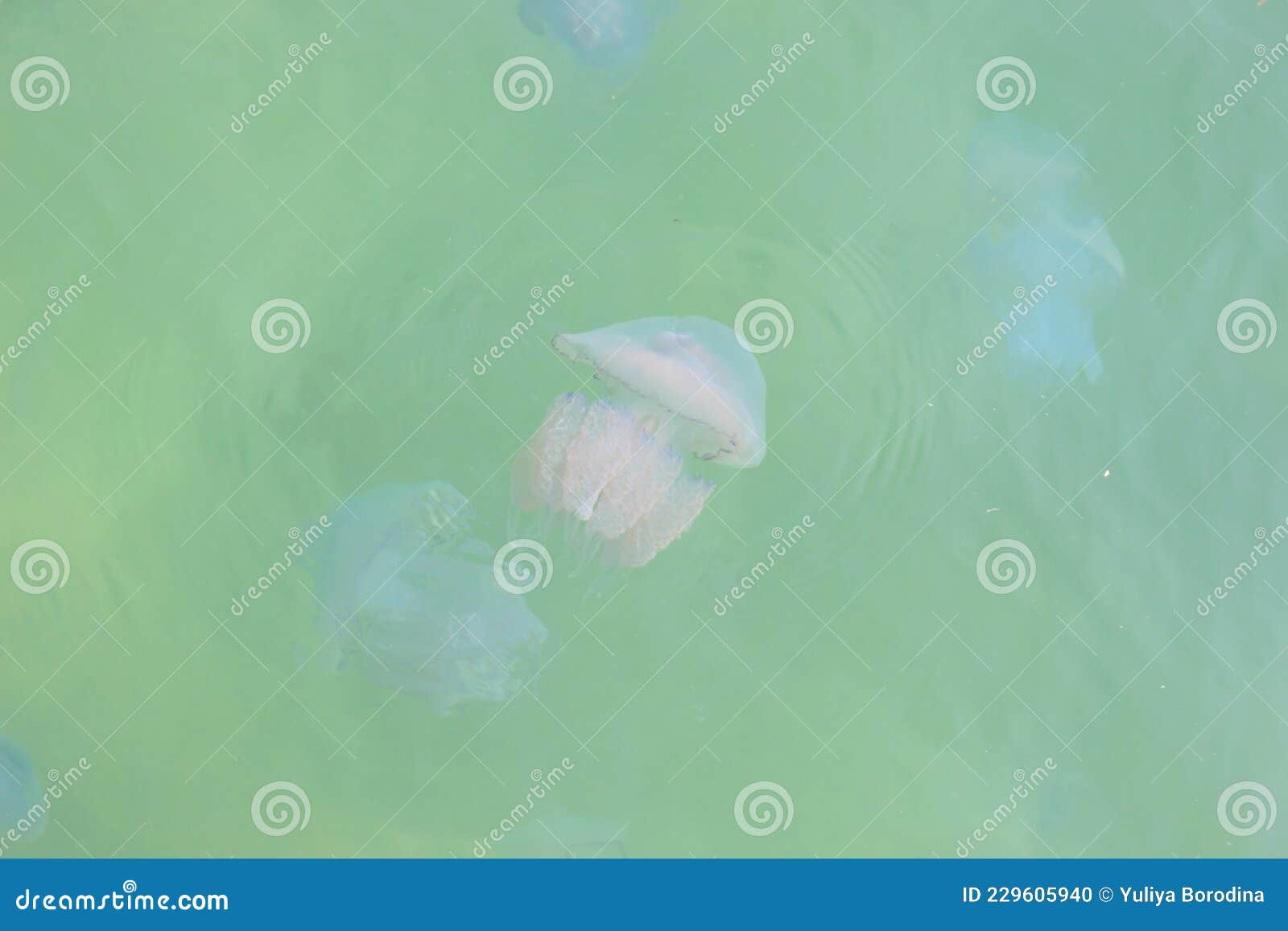 multicolored jellyfish swim in the warm waters of the sea