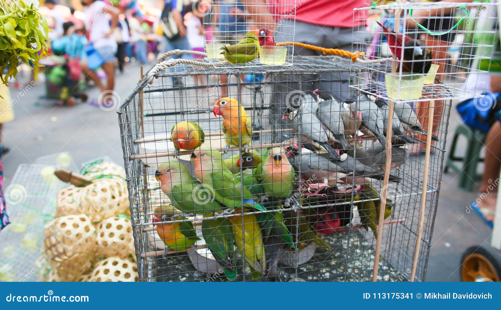fact Cheetah guitar Multicolored Parrots in a Cage. Sale of Parrots in the Local Philippine  Market. Stock Image - Image of adventure, jakarta: 113175341