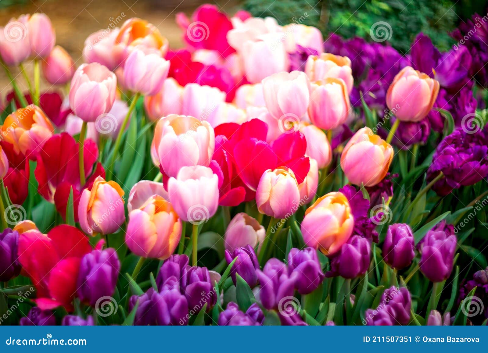 multicolored spring flowers - tulips with selective focus. flower background