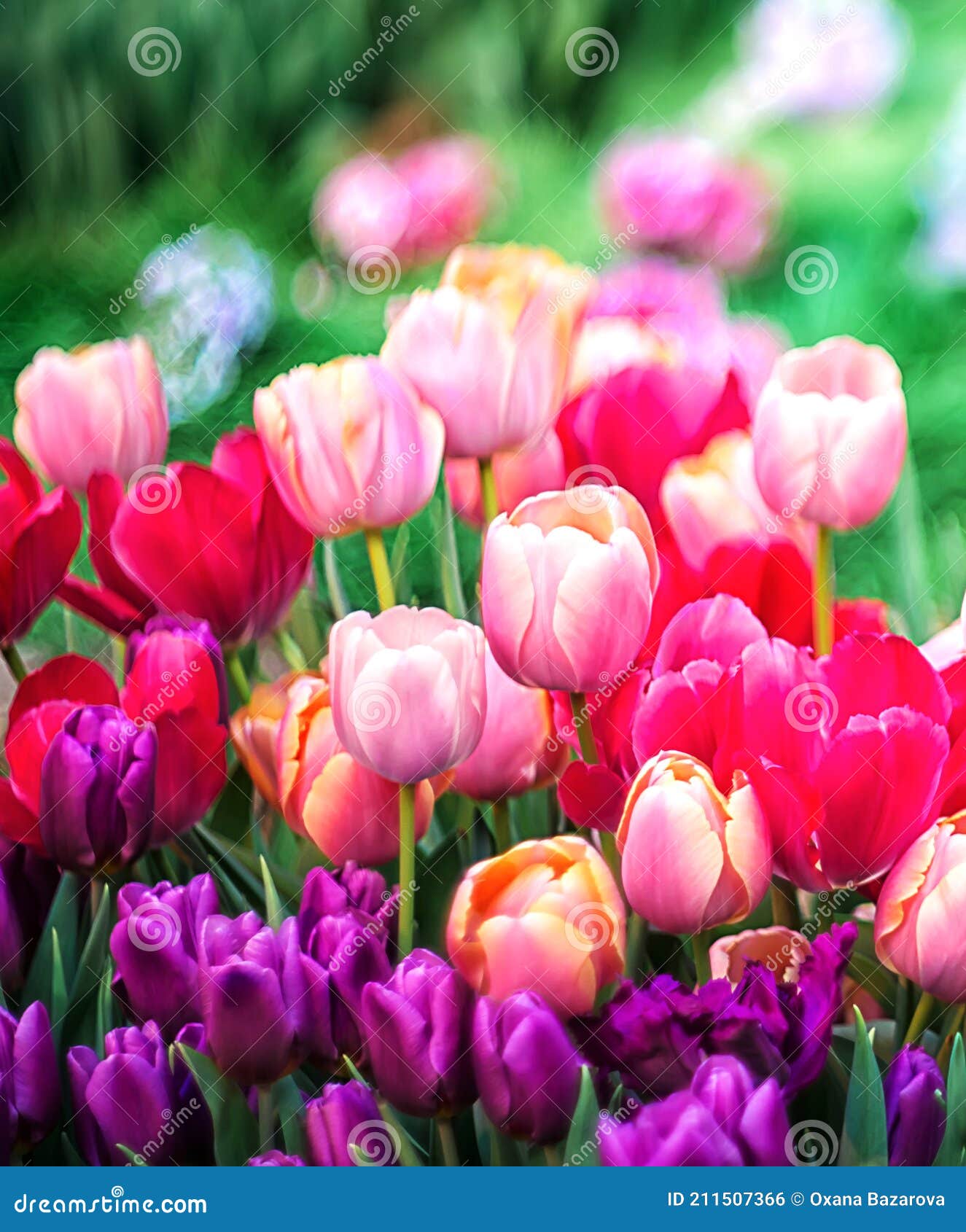 multicolored spring flowers - tulips with selective focus. flower background