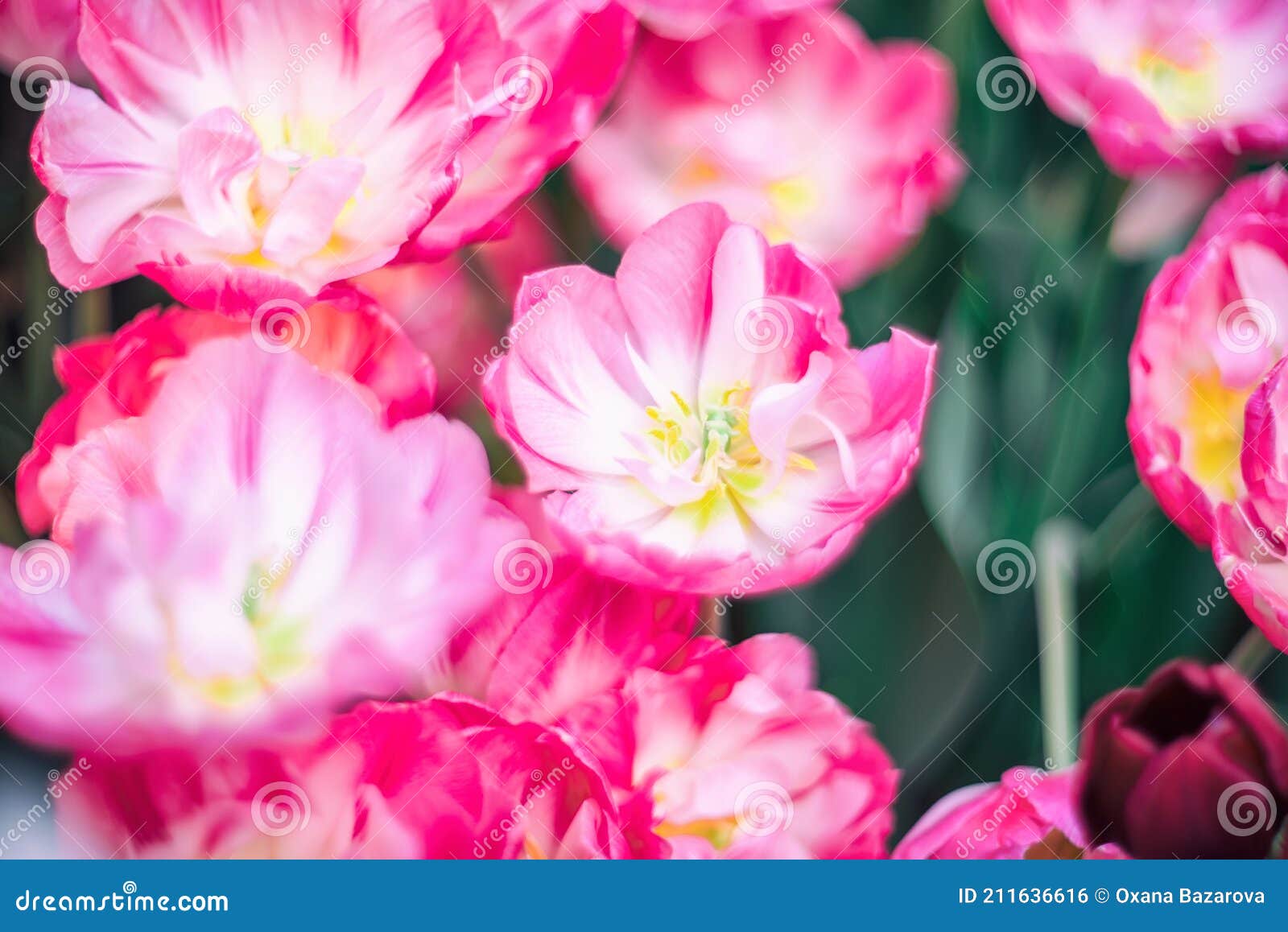 multicolored spring flowers - tulips with selective focus. flower background