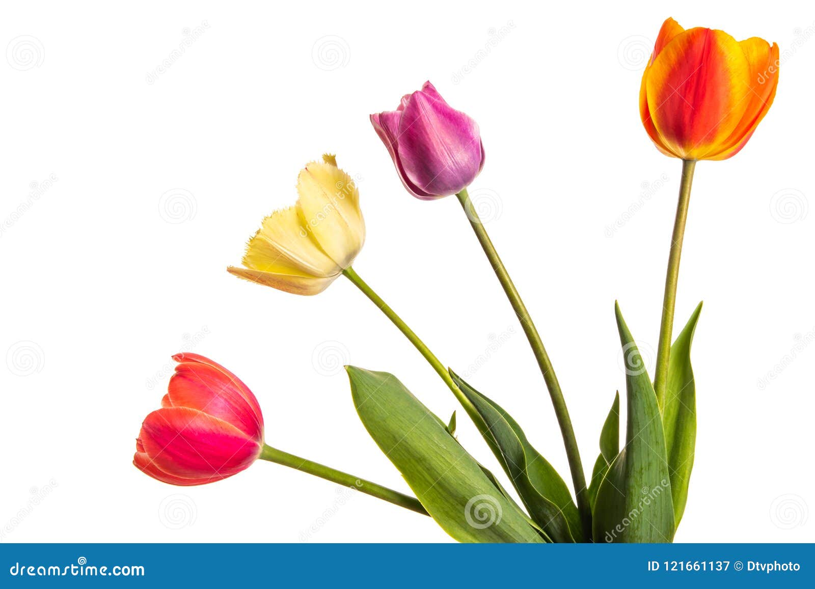 Multicolored Tulip Flowers Isolated on White Stock Image - Image of ...
