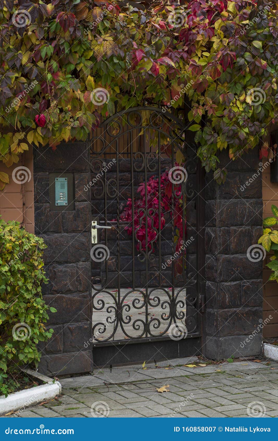 a trees autumn, yellow field, colored leaves.colorful vine vine leaves on a stone wall in autumn in the city