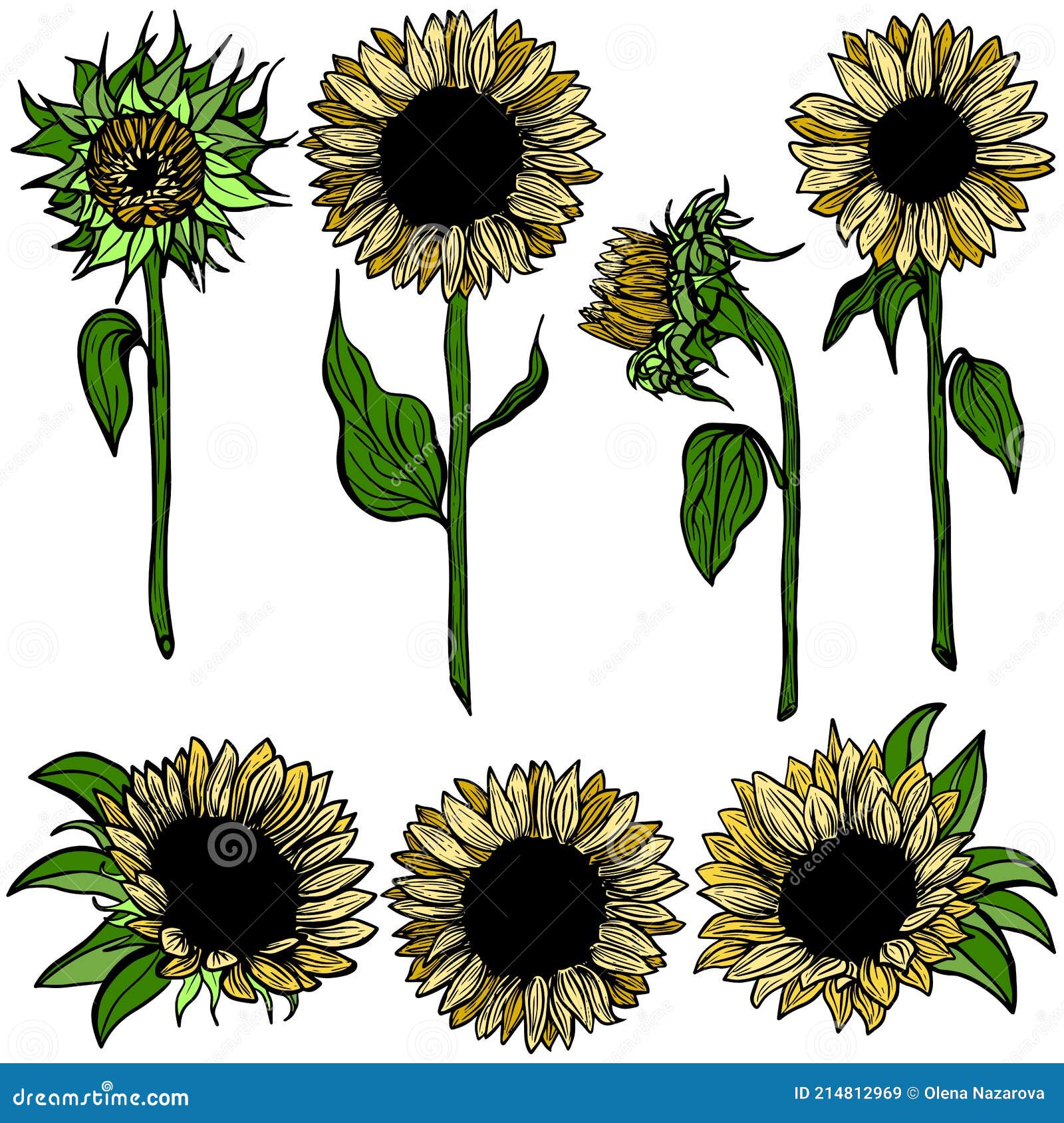 Multicolour Sunflower Set Flower Line Art on White Background ...