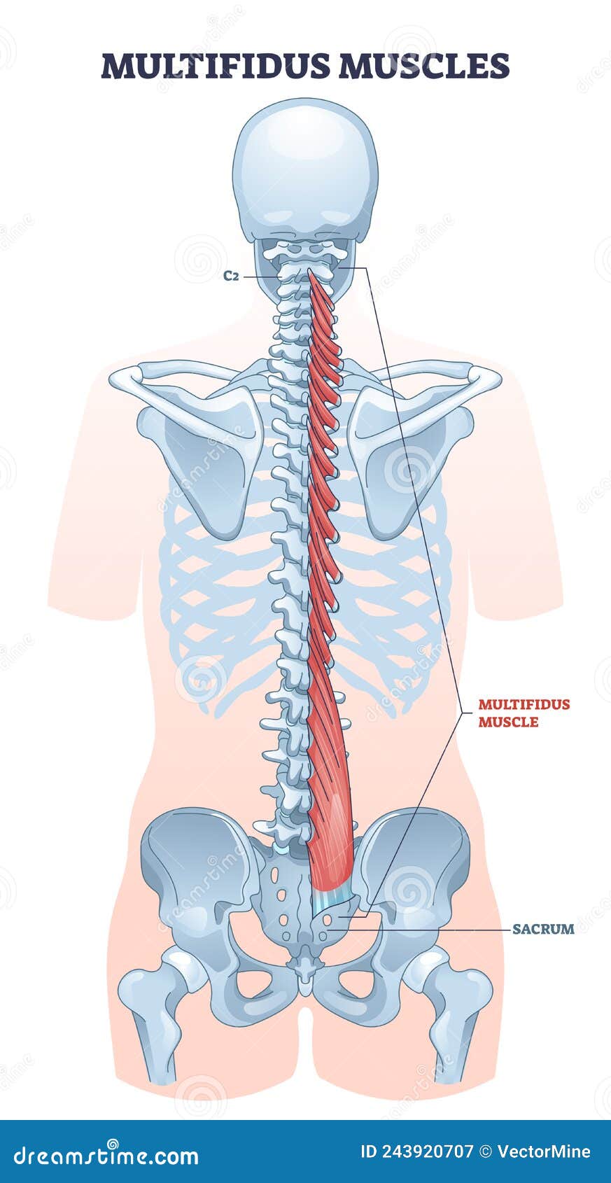 Major glute muscles with medius, maximus and minimus parts outline